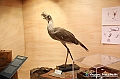 VBS_0922 - Riapre il Museo di Scienze Naturali dopo dieci anni di chiusura